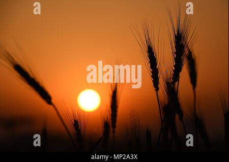 Shanghai, Shanghai, Chine. 20 mai, 2018. Shanghai, Chine 20 mai 2018 : les épis de blé dans la région de coucher du soleil à Shanghai, la Chine de l'est la province de Shandong. Crédit : SIPA Asie/ZUMA/Alamy Fil Live News Banque D'Images