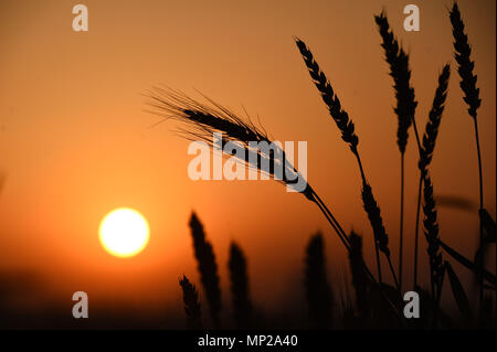 Shanghai, Shanghai, Chine. 20 mai, 2018. Shanghai, Chine 20 mai 2018 : les épis de blé dans la région de coucher du soleil à Shanghai, la Chine de l'est la province de Shandong. Crédit : SIPA Asie/ZUMA/Alamy Fil Live News Banque D'Images