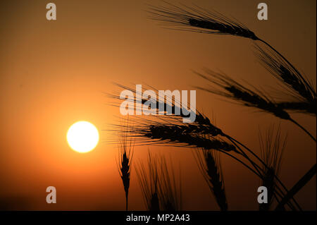 Shanghai, Shanghai, Chine. 20 mai, 2018. Shanghai, Chine 20 mai 2018 : les épis de blé dans la région de coucher du soleil à Shanghai, la Chine de l'est la province de Shandong. Crédit : SIPA Asie/ZUMA/Alamy Fil Live News Banque D'Images