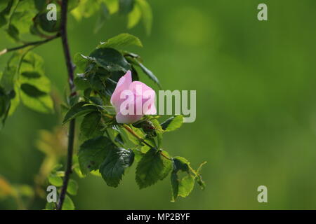 Clair rose rose (Rosa rugosa) en fleurs avec de beaux bokeh vert et copyspace Banque D'Images