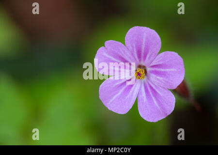 Geranium robertianum, Robert Plante, fleur, Monmouthshire, Wales, UK Banque D'Images