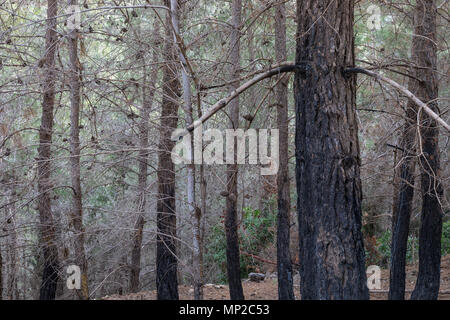 Une forêt de pins après un incendie, avec des marques de brûlures visibles sur les arbres Banque D'Images