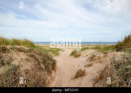 Vue sur la plage et les dunes de sable de la réserve naturelle nationale de Tentsmuir sur la côte de la mer du Nord dans la région de Fife, Scotland, United Kingdom Banque D'Images