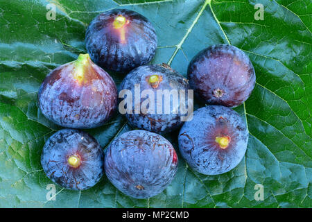 7 figues mûres big blue sur feuille de mûrier, arrière-plan Vue de dessus Banque D'Images