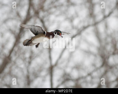 Canards en bois en hiver dans le Minnesota Banque D'Images