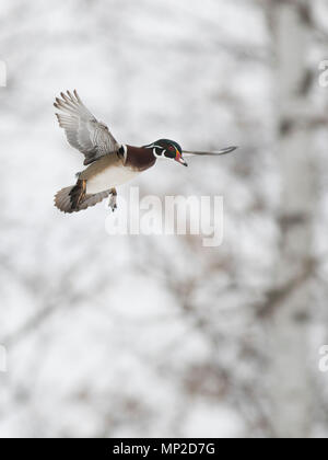 Canards en bois en hiver dans le Minnesota Banque D'Images