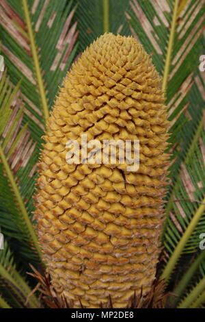 La structure de reproduction d'un Cycad. La structure de reproduction est intitulé un strobile ou cône. Banque D'Images