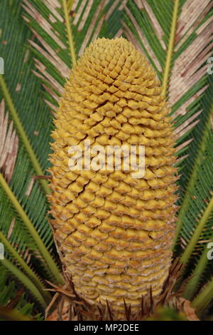 La structure de reproduction d'un Cycad. La structure de reproduction est intitulé un strobile ou cône. Banque D'Images