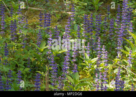 Le bleu profond fleurs fleurs sauvages de bugle (Ajuga reptans) Banque D'Images