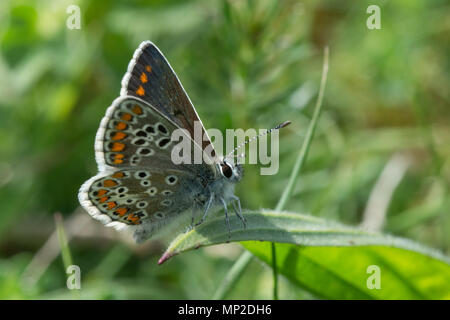 Argus brun Aricia agestis (papillon) reposant sur l'herbe, UK Banque D'Images