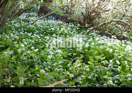 L'ail des bois, de plus en plus à Hillhouse West Bergholt, Essex Banque D'Images