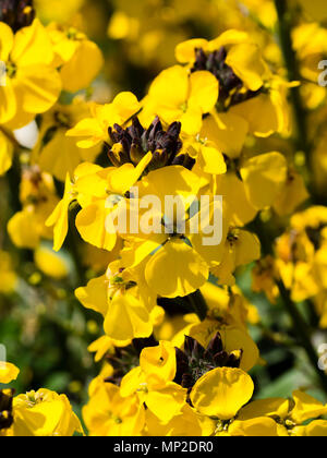 Fleurs jaunes odorantes de la courte durée, longue floraison, Erysimum vivace arbustive 'Bowle's Yellow' Banque D'Images