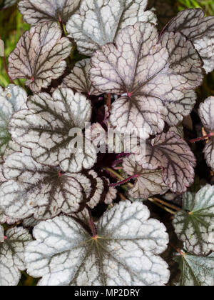 Veiné noir feuilles argentées de l'everhreen ornementales vivaces rustiques, Heuchera 'Frosting' Banque D'Images