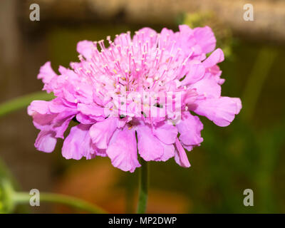 Fleurs en coussinet de l'été plante vivace floraison scabious, Scabiosa caucasica 'Pink Mist' Banque D'Images