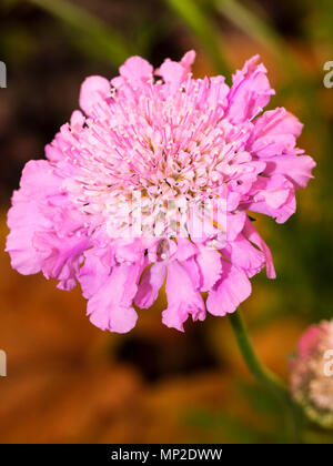 Fleurs en coussinet de l'été plante vivace floraison scabious, Scabiosa caucasica 'Pink Mist' Banque D'Images