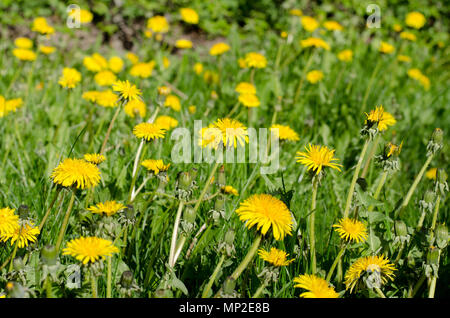 Groupe des pissenlits sur l'herbe Banque D'Images