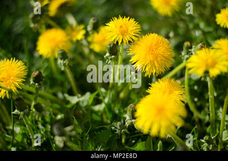 Groupe des pissenlits sur l'herbe Banque D'Images