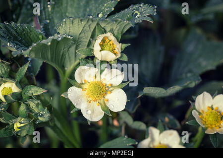 Fraise fleurs fleur sur tige couverte de rosée du matin. Banque D'Images