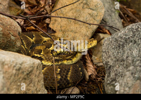 Curieux crotale des bois lovés dans les rochers - Crotalus horridus Banque D'Images