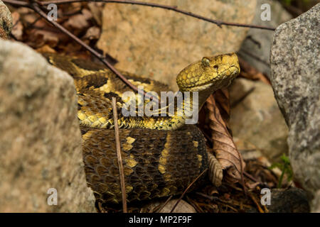 Curieux crotale des bois lovés dans les rochers - Crotalus horridus Banque D'Images