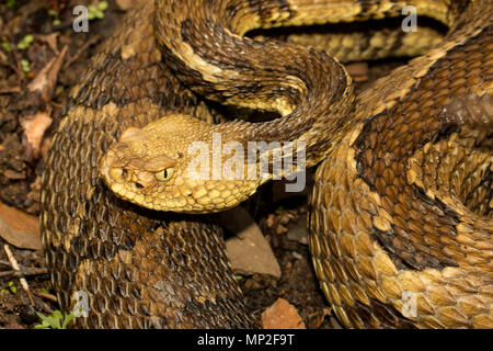 Gros plan d'une tête du crotale des bois Crotalus horridus - Banque D'Images