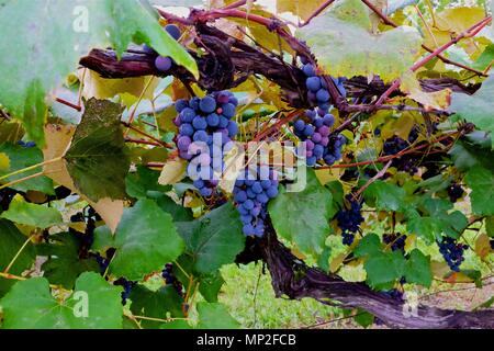 Beaux raisins accrocher sur une vigne prêts à être cueillis et transformés en vin. Banque D'Images