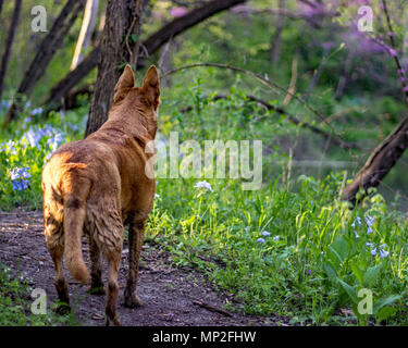 Un chien marche le long de la rivière dans le bluebells bois sur un jour de la fin du printemps dans le Midwest. Banque D'Images