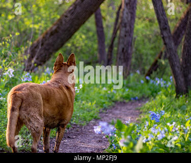 Chien marche dans l'isolement le long d'un chemin bordé de jacinthes un chemin de campagne au printemps dans le Midwest. Banque D'Images