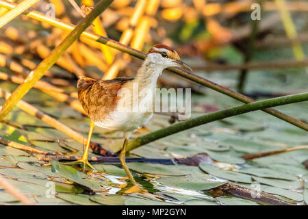 Dans vumbera Jacana moindre dans le Delta de l'Okavango au Botswana Banque D'Images