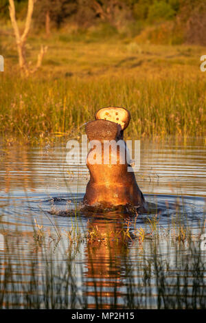 Hippopotamus violer et menaçant Banque D'Images