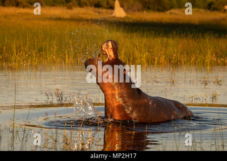 Hippopotame en colère et menace de violer bull effrayer rien enlever à son territoire Banque D'Images