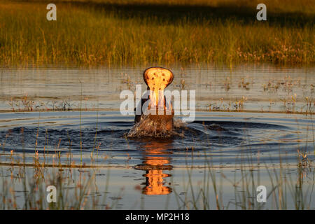 Hippopotamus violer et menaçant Banque D'Images