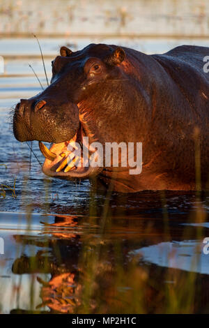 Hippopotame en colère et menace de violer bull effrayer rien enlever à son territoire Banque D'Images