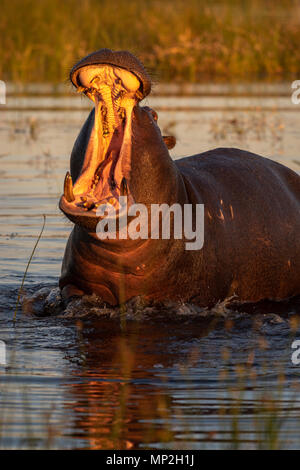 Hippopotame en colère et menace de violer bull effrayer rien enlever à son territoire Banque D'Images