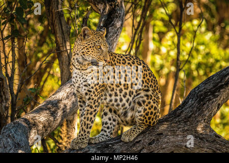 Femme leopard sur un arbre dans la zone Vumbera branh dans le Delta de l'Okavango Banque D'Images