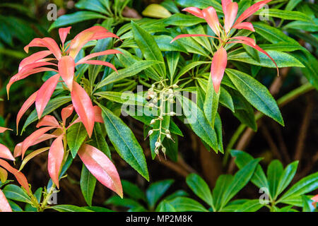 Le rouge et le vert feuilles Pieris arbuste à la demeure de fleurs, Northumberland, Angleterre. Mai 2018. Banque D'Images