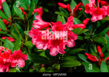 Fleurs de Rhododendron, Rothbury, UK. Mai 2018. Banque D'Images