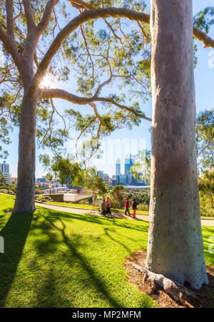 Parfumé au citron gommiers (Corymbia citriodora) doublure Recettes Fraser dans le Parc des Rois. Avec la ville de Perth et la rivière Swan dans la distance. Perth Banque D'Images