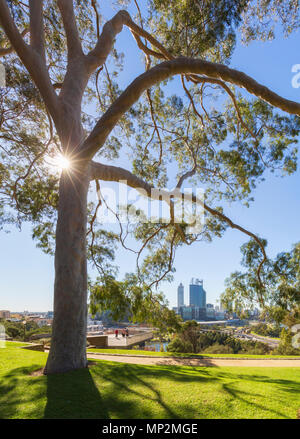 Parfumé au citron gommiers (Corymbia citriodora) doublure Recettes Fraser dans le Parc des Rois. Avec la ville de Perth et la rivière Swan dans la distance. Perth, Australie Banque D'Images