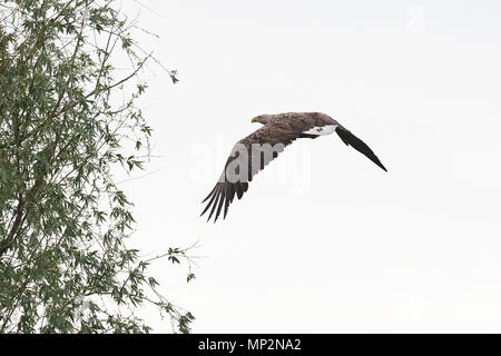 À queue blanche (Haliaeetus albicilla) Banque D'Images