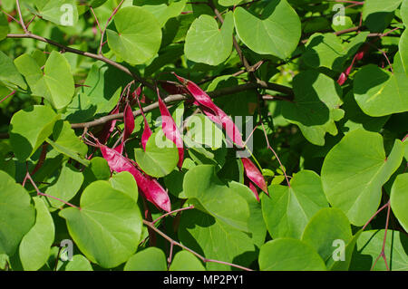 Les coupelles de semences de Cercis siliquastrum (arbre de Judas, famille des Fabaceae) au printemps Banque D'Images