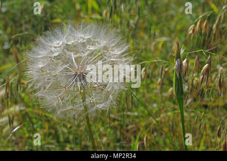 Une graine mûre-chef de Tragopogon porrifolius, la barbe ou conjoint de salsifis, famille des Composées (Astéracées) Banque D'Images