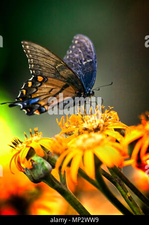 Une femelle Tiger Swallowtail recherche le nectar sur une fleur. Banque D'Images