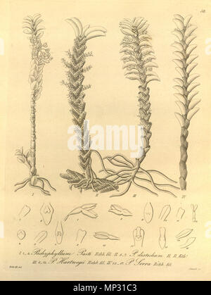 . Illustration de I, 1-4. Pastii Pachyphyllum Fernandezia (orthographié pasti) II, 5-7 (distichoides Fernandezia comme syn. Pachyphyllum distichum) III, 8-12 Fernandezia comme theodorii (syn. Pachyphyllum hartwegii) IV, 13-17 Fernandezia serra (comme syn. Pachyphyllum serra) . 1858. Heinrich Gustav Reichenbach (1824-1889) Noms alternatifs Rchb.f. German-Saxon pteridologist Description, botaniste, ornithologue et enseignant à l'université Date de naissance/Décès 3 Janvier 1824 6 mai 1889 Lieu de naissance/décès Dresde Hambourg Leipzig Lieu de travail contrôle d'autorité : Q62820 : 77066171 ISNI VIAF : 000000 Banque D'Images