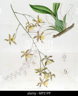 . L'Oncidium altissimum (Jacq.) Sw (ce dessin n'est pas l'Oncidium baueri, voir page d'homonymie Oncidium altissimum) . 1836. Mme Drake (1803-1857) del., J. Watts sc. 942 l'Oncidium altissimum (Jacq.) Sw. - Edwards vol 22 pl 1851 (1836) Banque D'Images