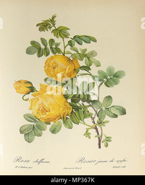 . 'Rosa hemisphaerica' (syn. : Rosa sulphurea), aquarelle de Pierre-Joseph Redouté (1759-1840) ; collection privée . 11 juillet 2010. Georges Jansoone (JoJan) - illustration de Pierre-Joseph Redouté Rosa sulphurea 001 1072 Banque D'Images