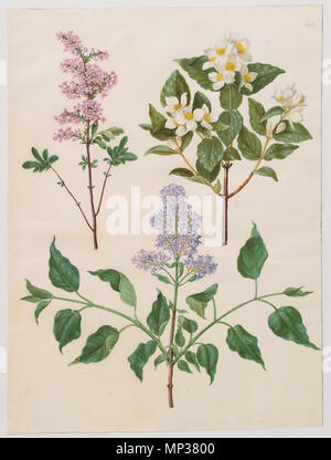 KKSgb 1155 Syringa x persica2948-44 ; Philadelphus coronarius ; Syringa vulgaris Banque D'Images