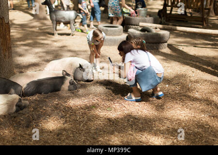 Photographie les gens big pig animaux dans un zoo de contact sur un téléphone mobile Feldman Eco Park Kharkov Ukraine 2018. Banque D'Images