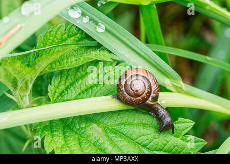 Escargot commun sur l'herbe après la pluie. Banque D'Images