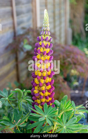 Le pourpre et le Lupin jaune s'allume sur l'affichage fleurs de Manhattan dans un jardin résidentiel Banque D'Images